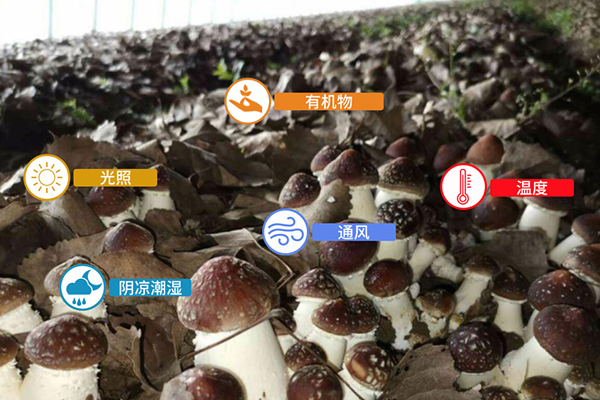 發(fā)現(xiàn)了新物種？還是“雞油菌”？吃貨表示：能吃嗎？